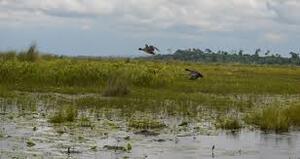 the view of mabamba swamp